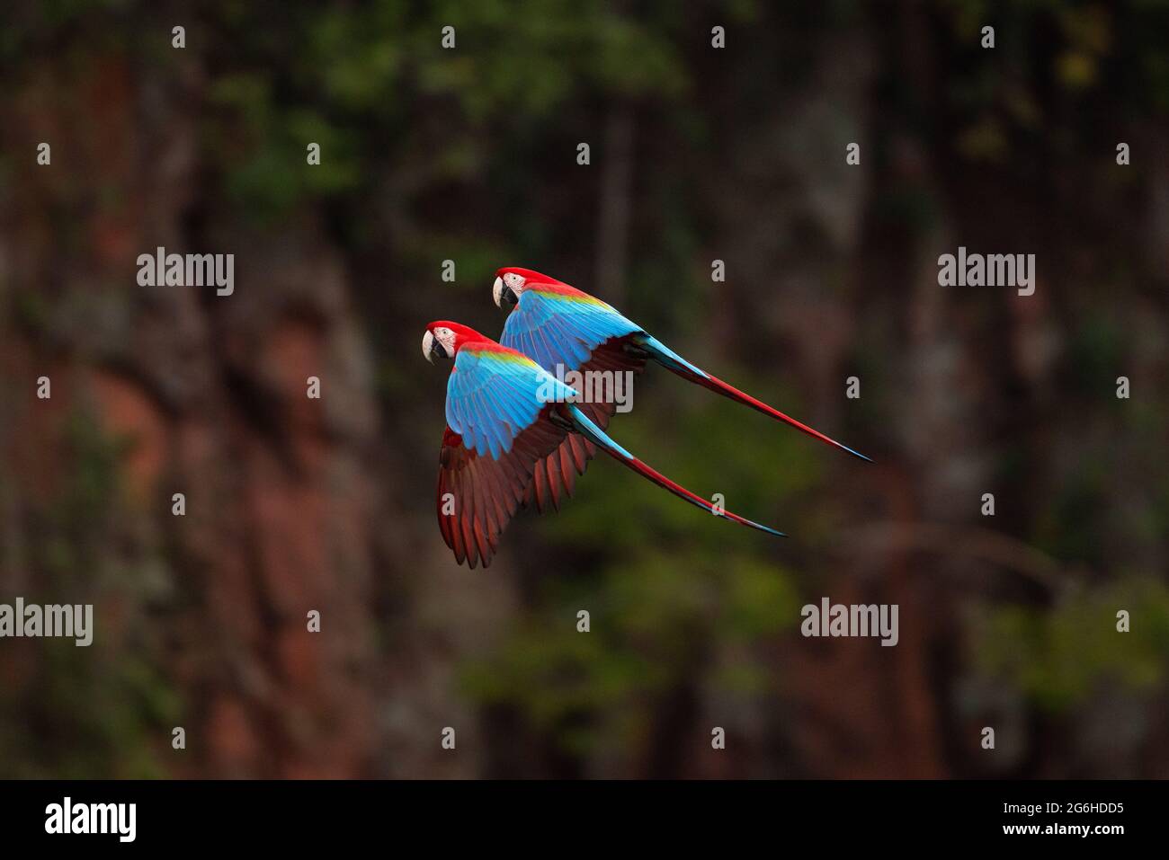 Macaws rosso-e-verde che volano in formazione nel Brasile centrale Foto Stock