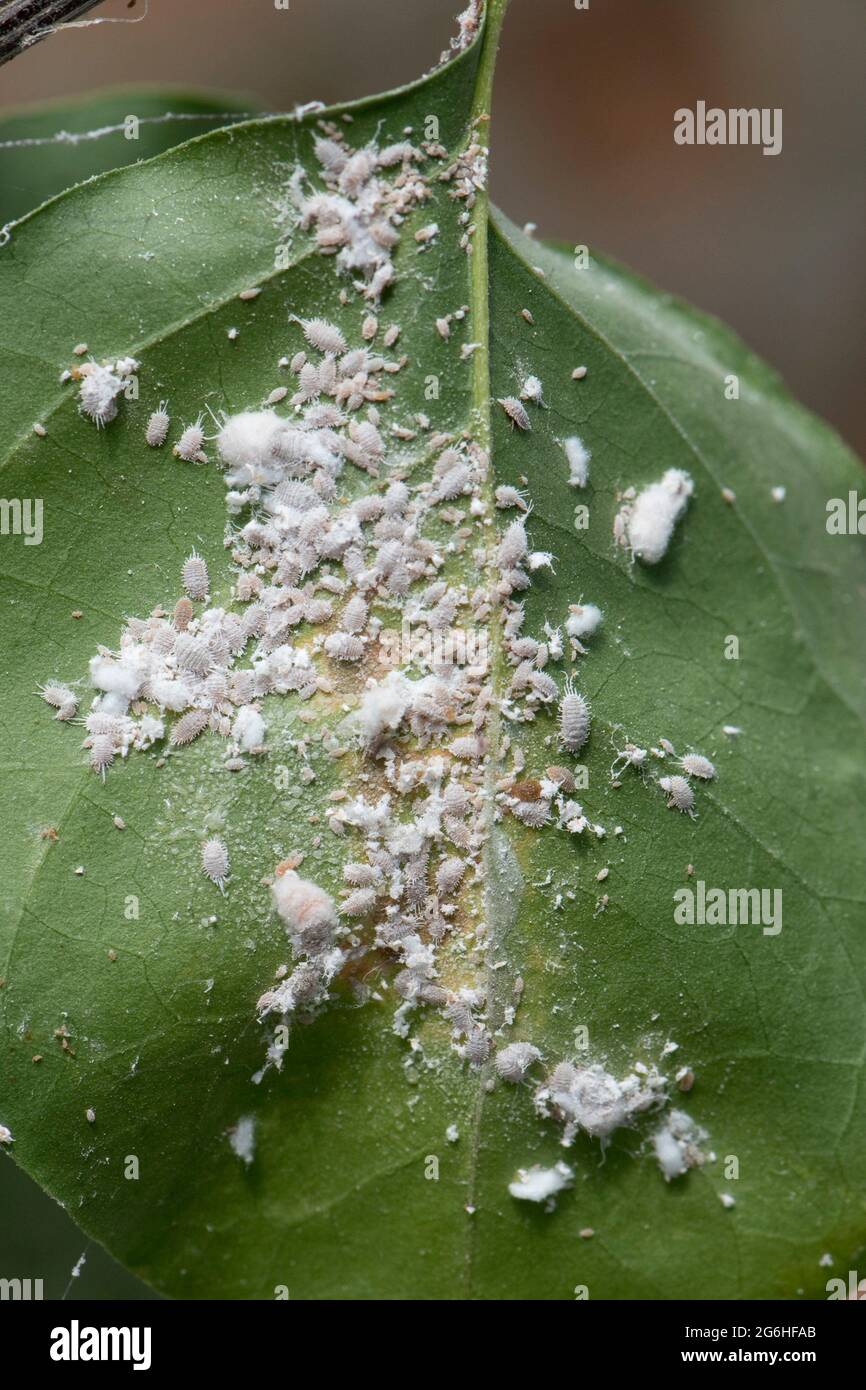 Infestazione di Citrus mealybug (Planococcus citri) sulle foglie e sul fusto di una pianta di bougainvillea coltivata su un conservatorio, Berkshire, aprile Foto Stock