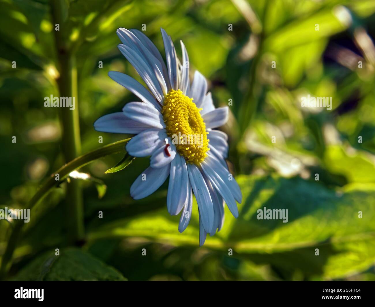 fiore camomilla nei cespugli in giardino, in estate Foto Stock