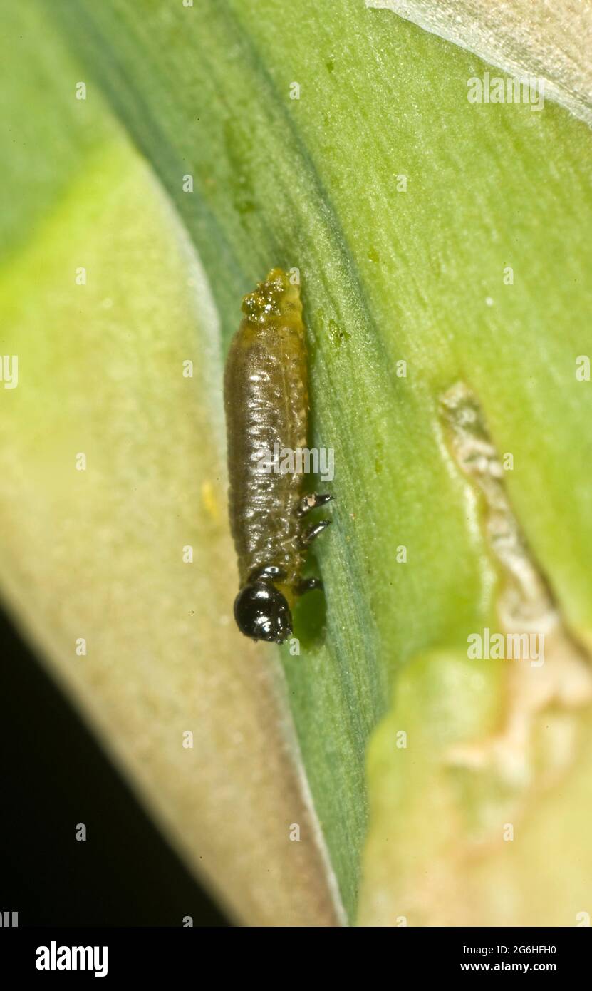 Asparagi scarabeo (Crioceris asparagi) larva giovane e alcuni danni alle nuove spighe di asparagi emerse, Berkshire, giugno Foto Stock