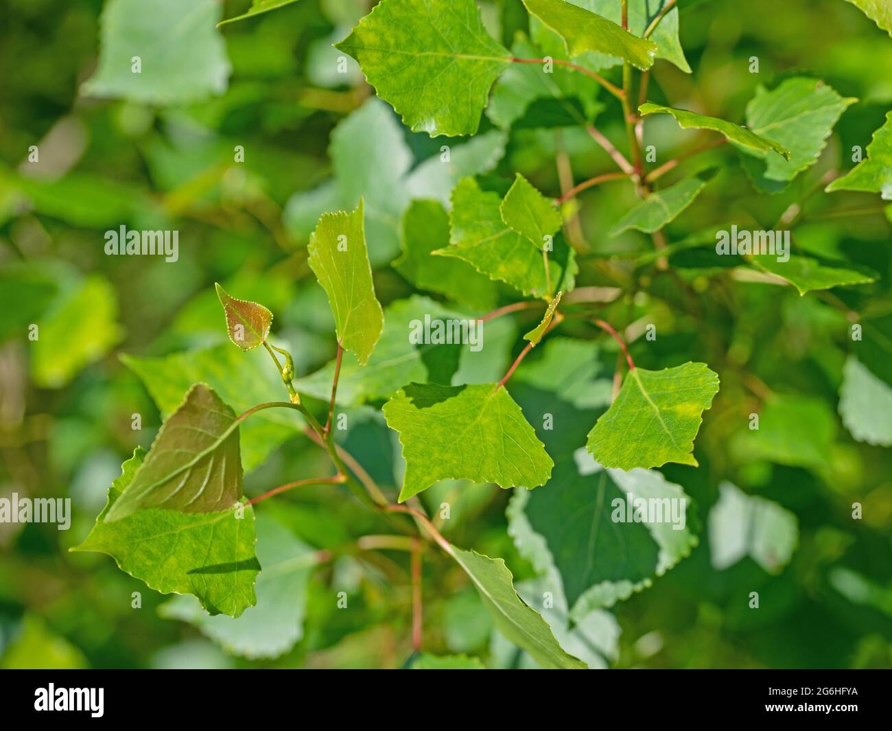 Foglie giovani del pioppo, Populus Foto Stock