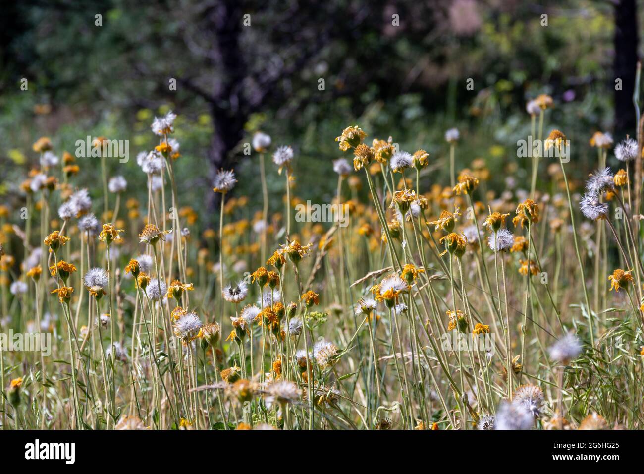 Un campo di fiori selvatici visto sul sentiero Sleepy Lion in Colorado. Foto Stock