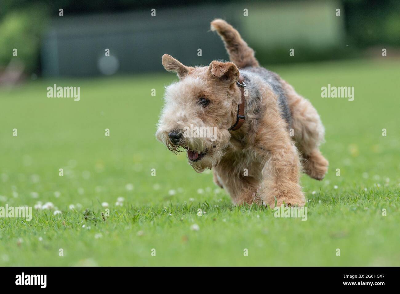 lakeland terrier cane Foto Stock