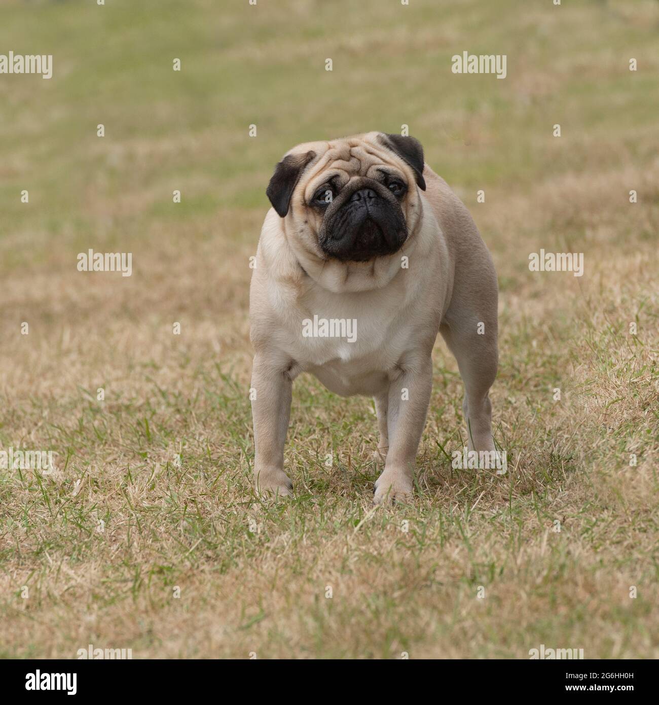 cane del Pug Foto Stock