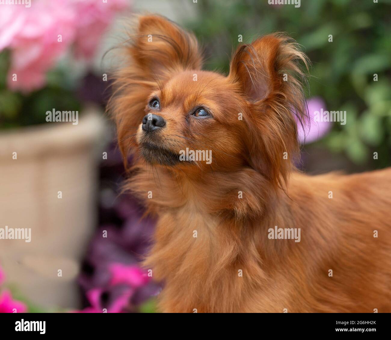 Terrier giocattolo russo Foto Stock
