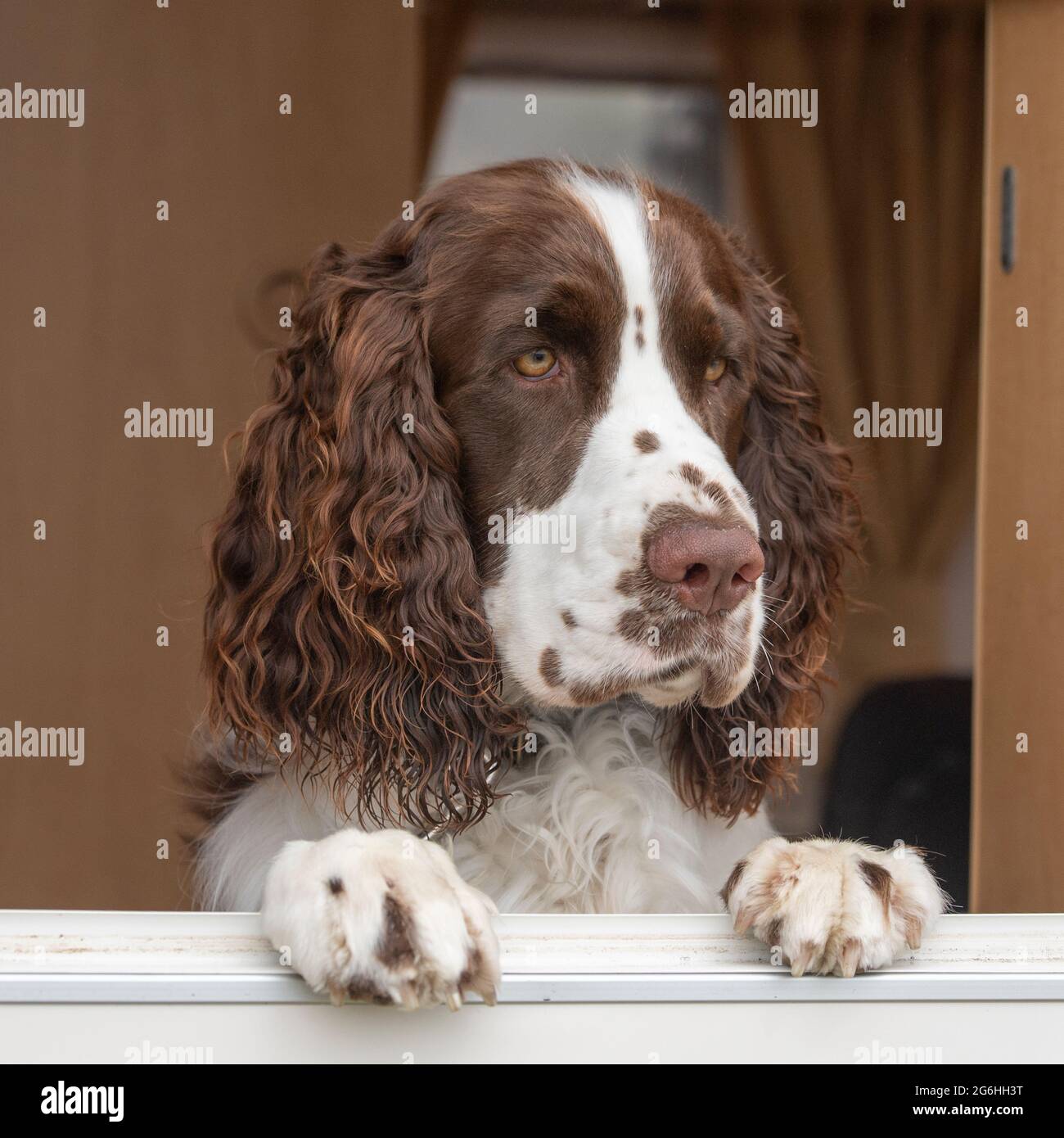 English Springer spaniel Foto Stock