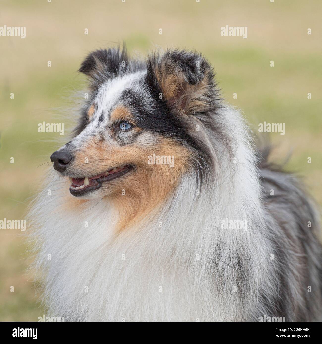 Sheepdog shetland Foto Stock