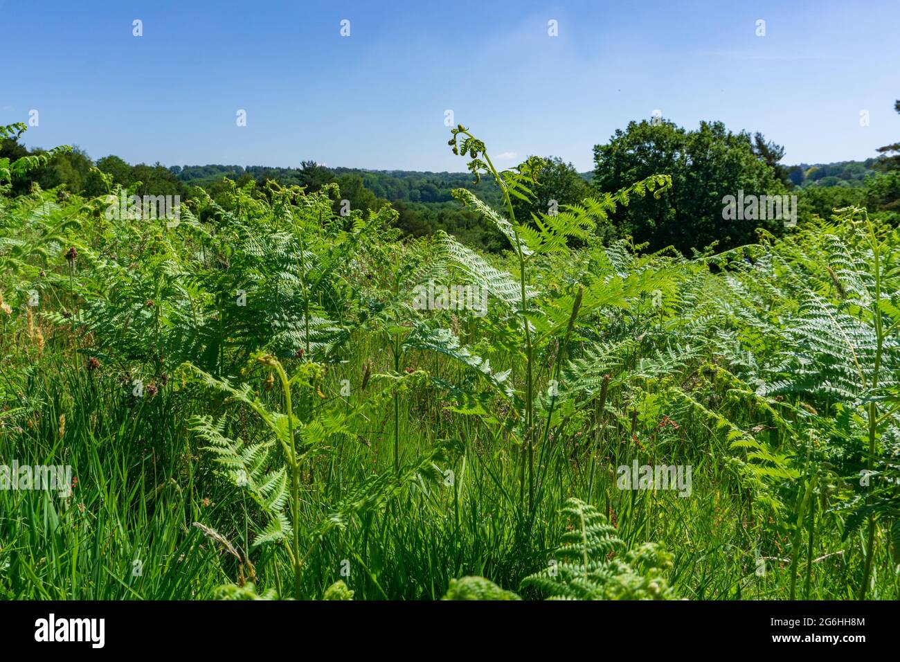 Gli ampi panorami della foresta di Ashdown offrono le viste più spettacolari Foto Stock