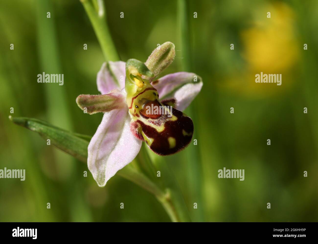 Una bella Bee Orchid, Ophrys apifera, crescendo in un prato NEL REGNO UNITO. Foto Stock