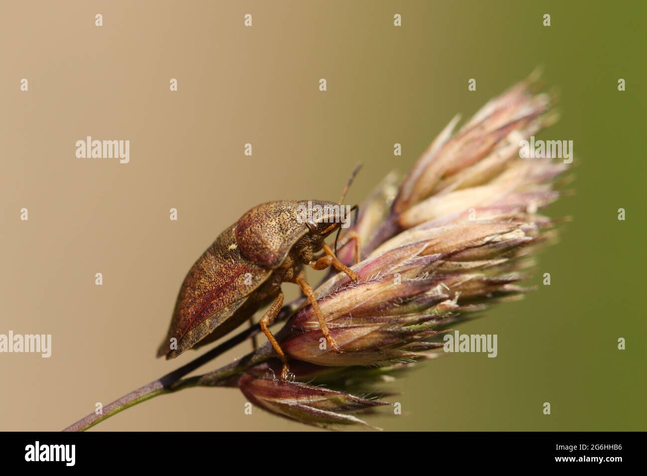 Un Tortoise Bug, Eurygaster (cf) testudinaria, su semi d'erba in un prato. Foto Stock