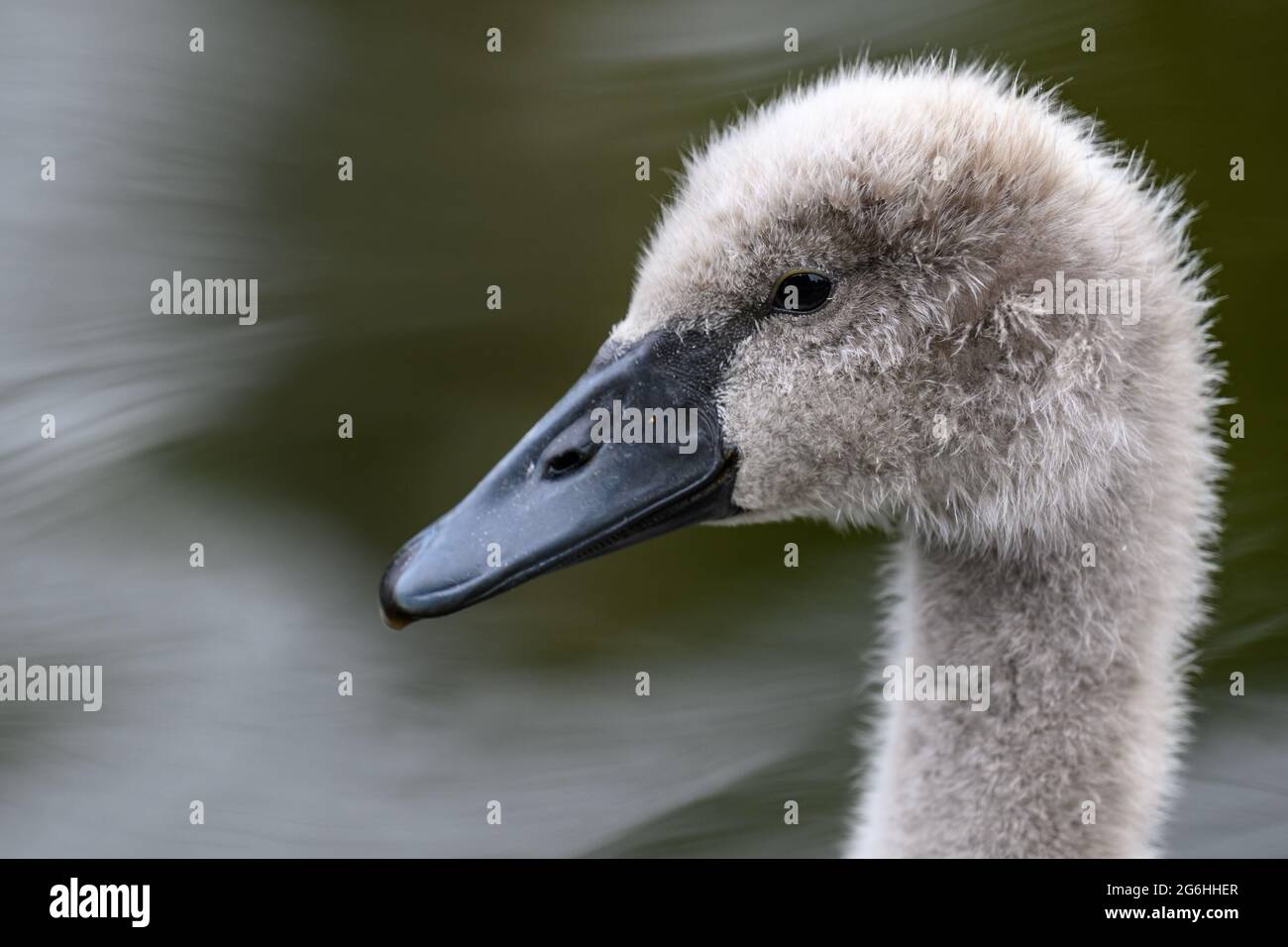 Ritratto di un giovane swan Foto Stock