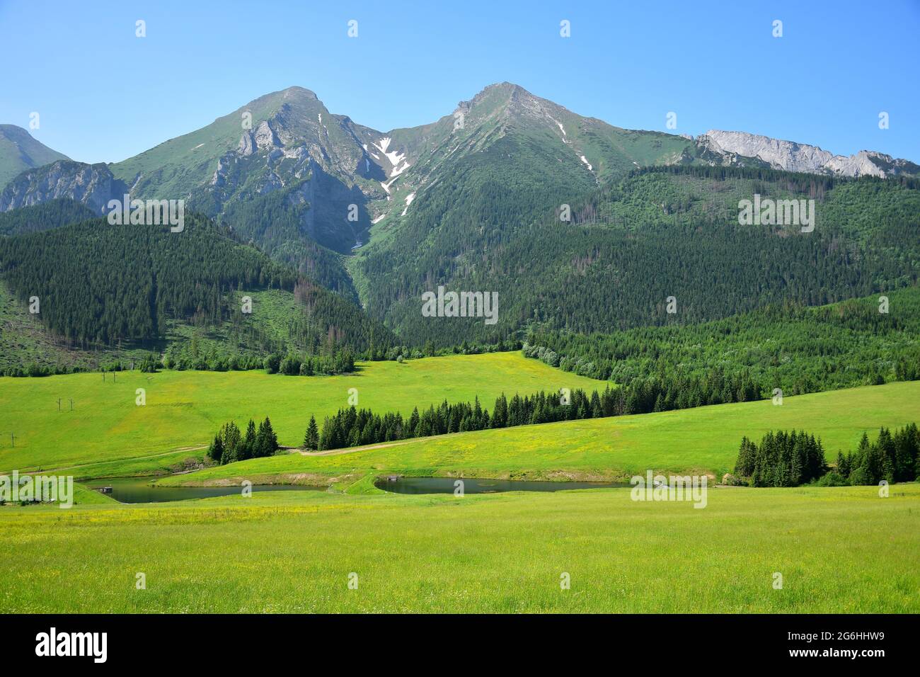Le due montagne più alte del Belianske Tatra, Havran e Zdiarska vidla. Un prato di fiori gialli e due stagni di fronte. Foto Stock