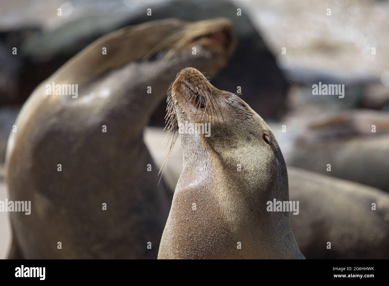 Ritratto di due foche di pelliccia di Galapagos (Arctocephalus galapagoensis) che baciano le isole Galapagos, Ecuador. Foto Stock