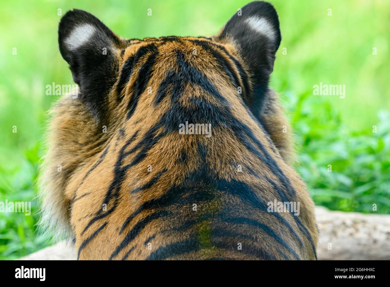 Vista della testa di una tigre da dietro Foto Stock
