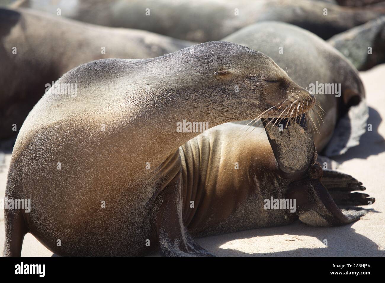 Closeup ritratto di Galapagos Fur Seal (Arctocephalus galapagoensis) graffiando coda flipper Galapagos Isole, Ecuador. Foto Stock