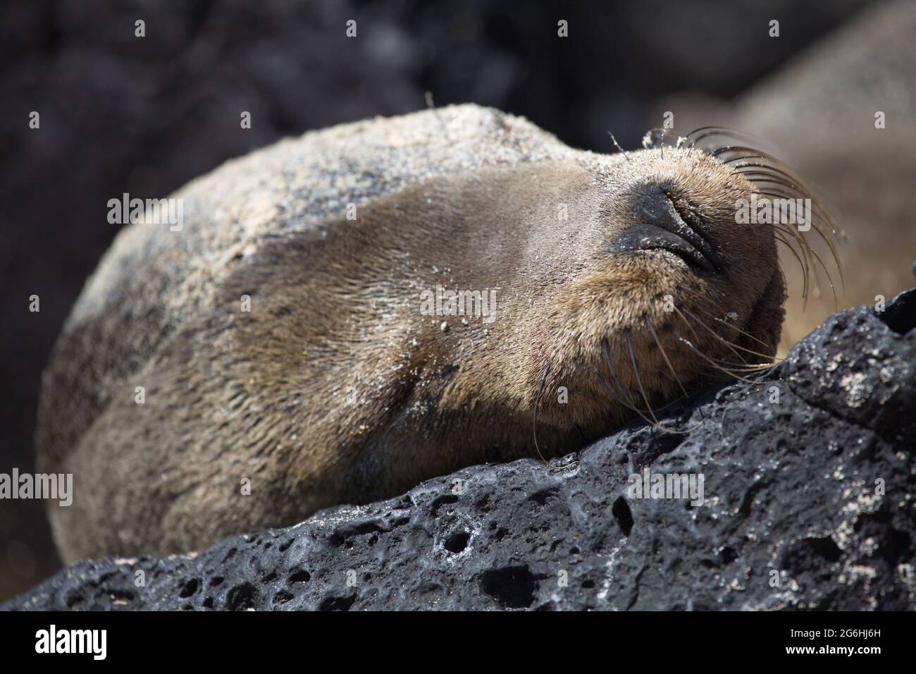 Primo piano ritratto di Galapagos Fur Seal (Arctocephalus galapagoensis) testa addormentata sulla roccia Isole Galapagos, Ecuador. Foto Stock