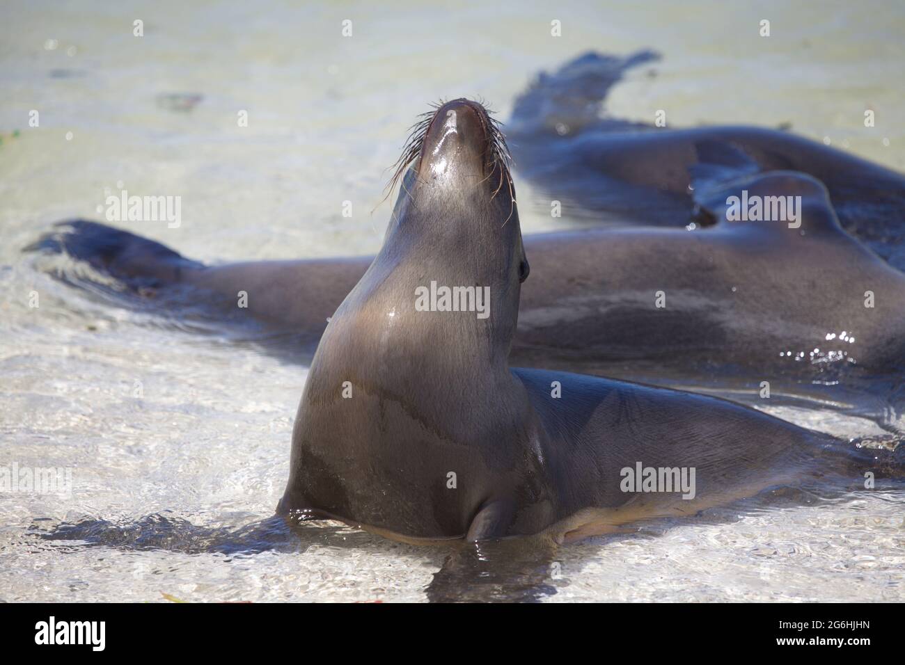Ritratto di Galapagos Fur Seal (Arctocephalus galapagoensis) che si estende in acque cristalline Isole Galapagos, Ecuador. Foto Stock