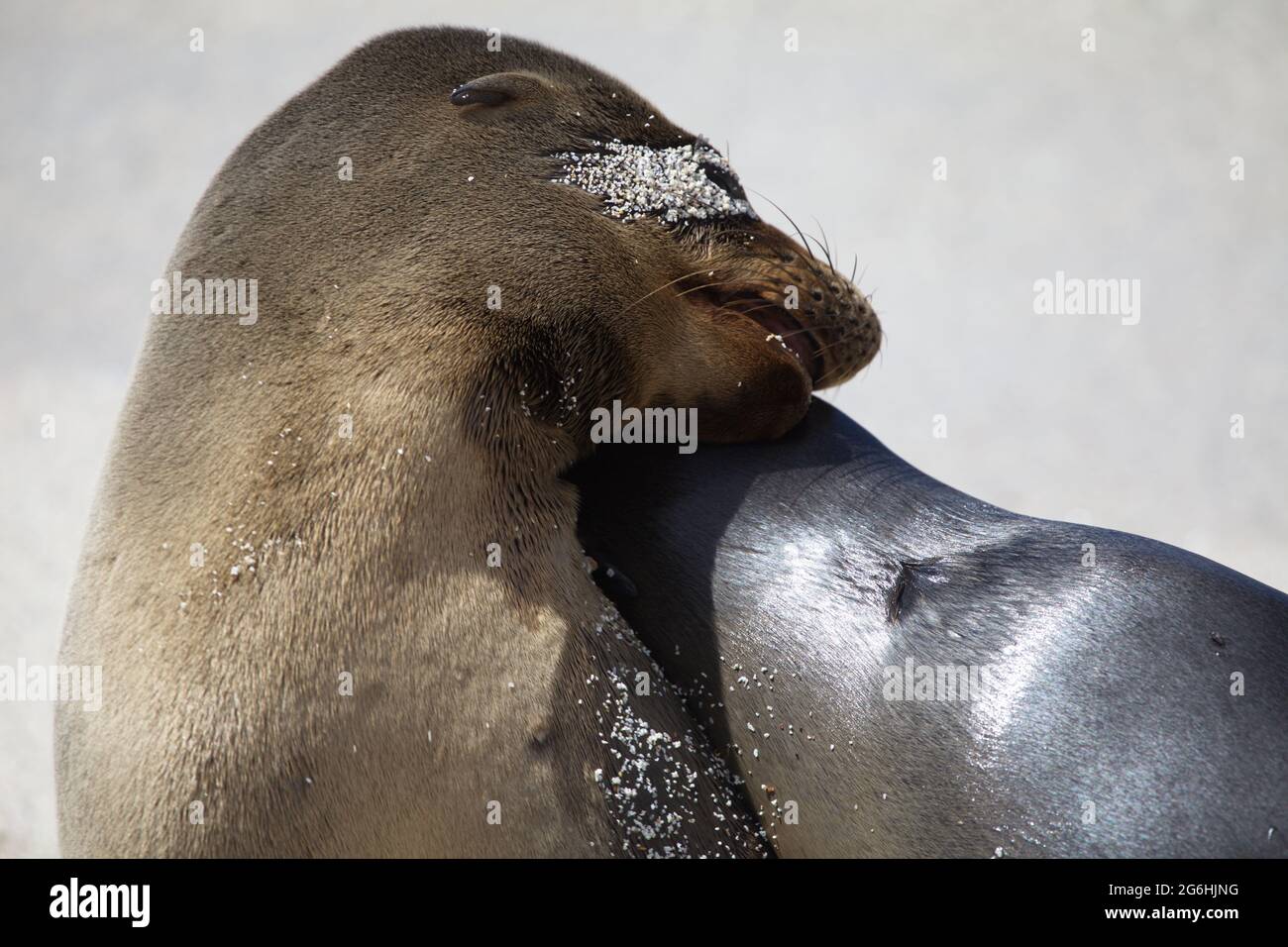 Ritratto di due foche di pelliccia di Galapagos (Arctocephalus galapagoensis) che baciano e abbracciano le isole Galapagos, Ecuador. Foto Stock