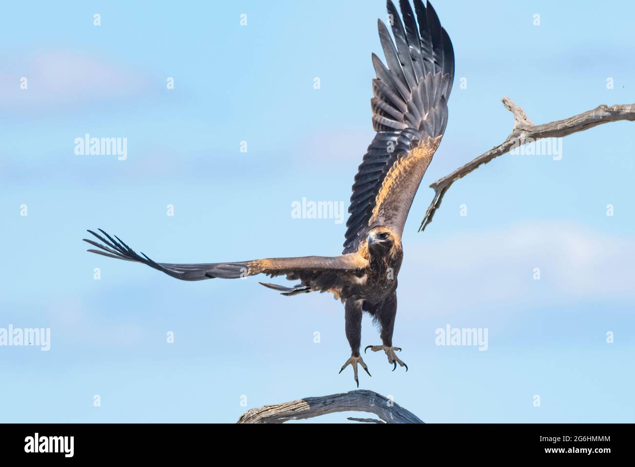 Una giovane aquila a coda di cuneo prende il volo Foto Stock