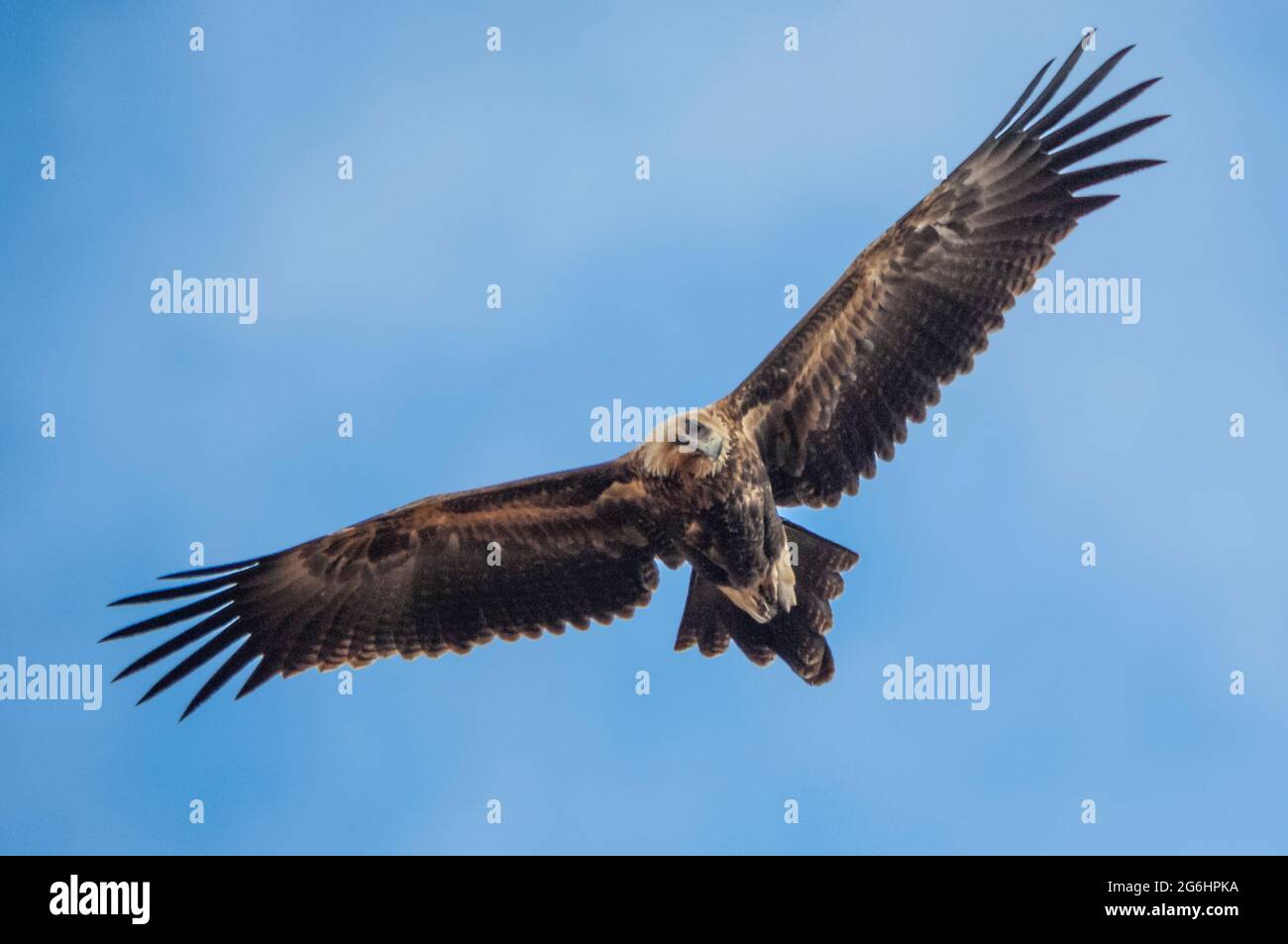 Un'aquila immatura con coda a cuneo in volo Foto Stock