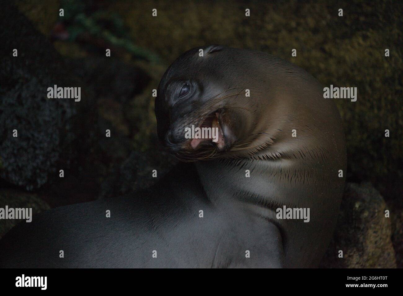 Closeup ritratto di Galapagos Fur Seal (Arctocephalus galapagoensis) stretching e bocca di yawning aprire le isole Galapagos, Ecuador. Foto Stock