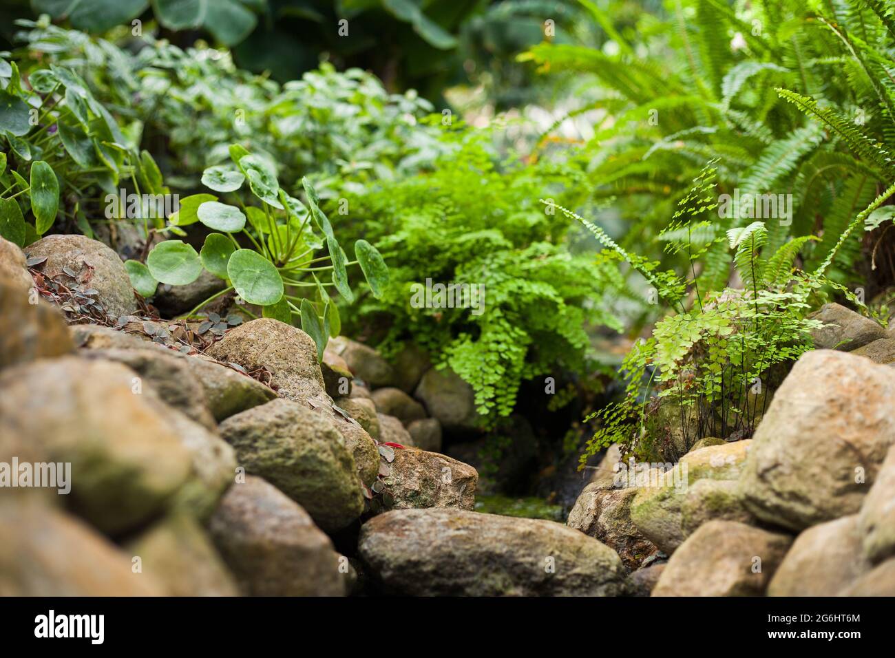 erba verde in una palude con foglie di alberi verdi e un piccolo fiume di acqua limpida Foto Stock