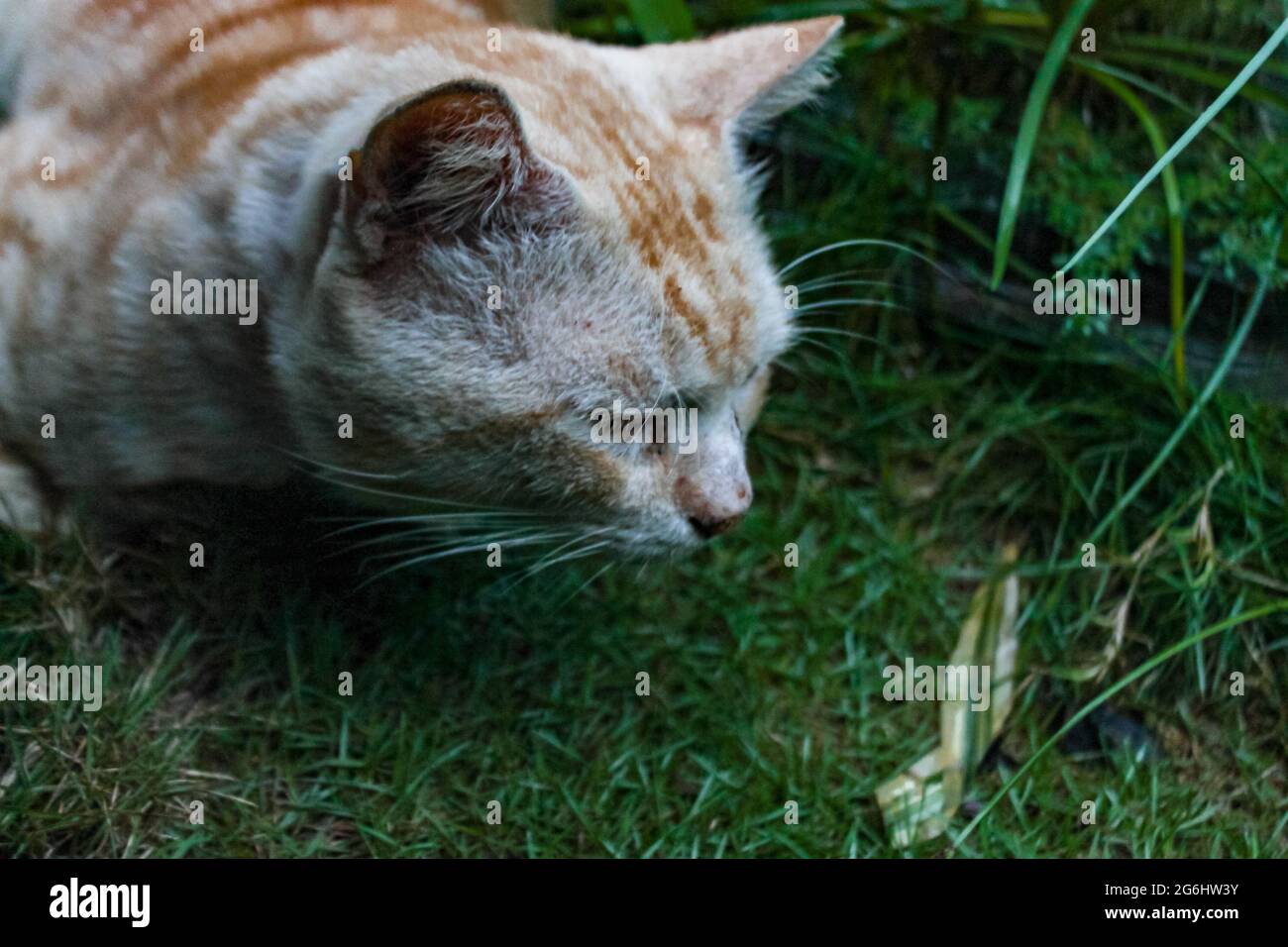 ritratto di un gatto arancione in giardino Foto Stock