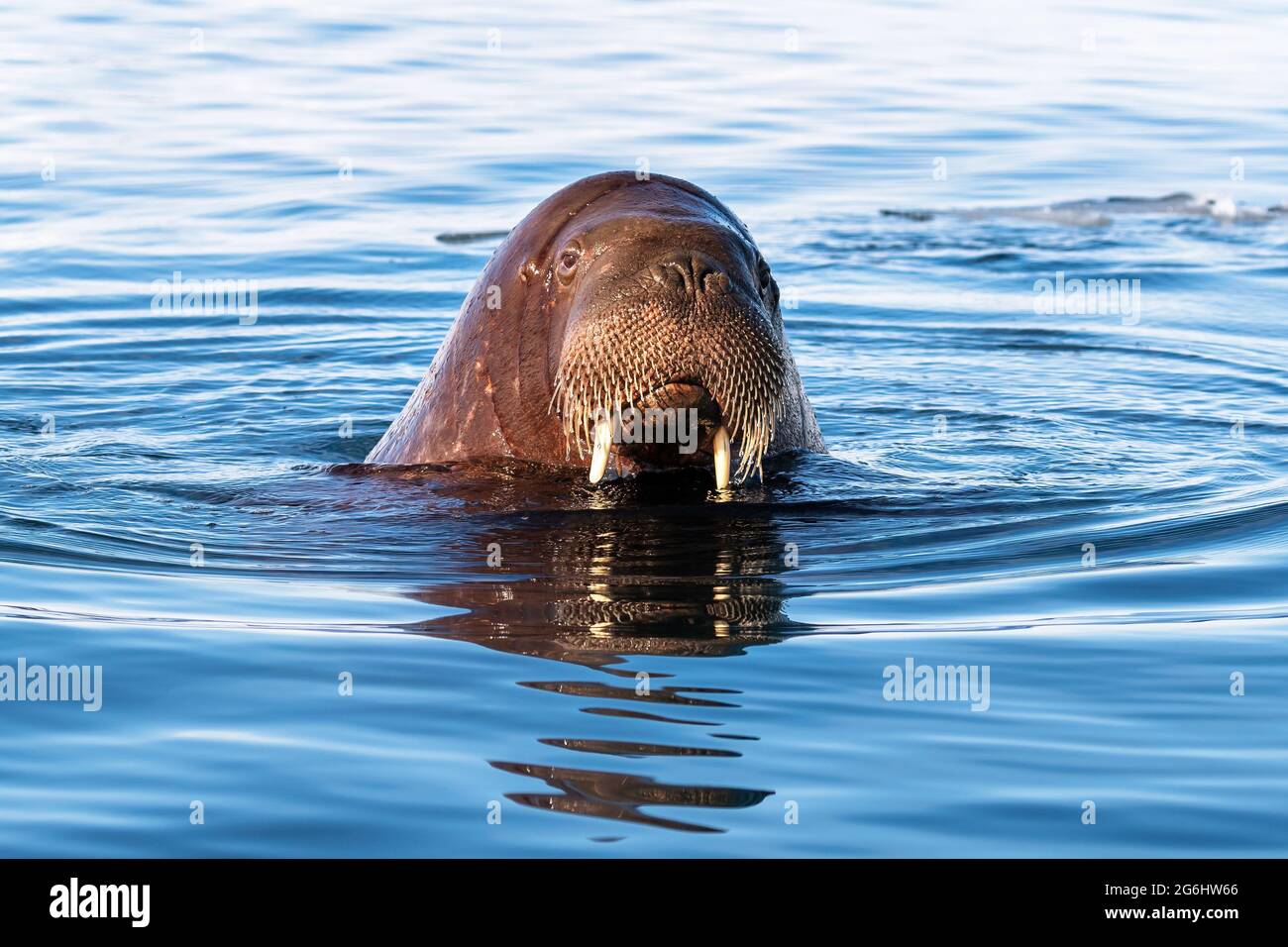 Il rus adulto, Odobenus rosmarus, nuotare nell'Oceano Artico al largo della costa di Svalbard. Primo piano che mostra il volto che emerge dall'acqua. Foto Stock