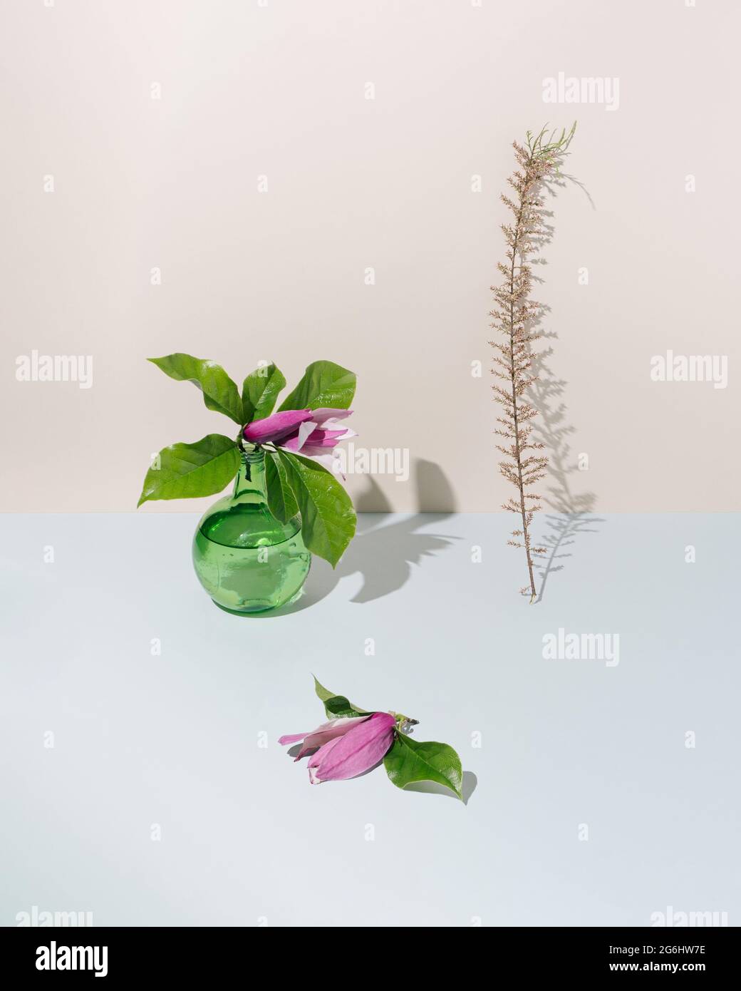 Bottiglia di vetro verde, bellissimi fiori di magnolia e piante secche su sfondo beige pastello. Scena concettuale minima. Carta da parati estetica. Foto Stock