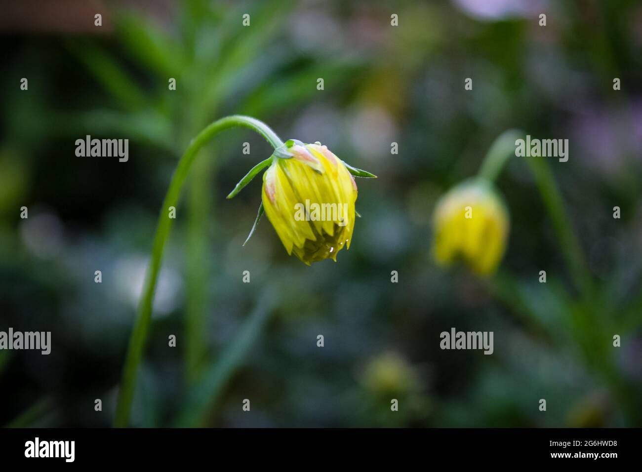 Bellissimi fiori che sono adatti ad essere piantati nel cortile della casa Foto Stock