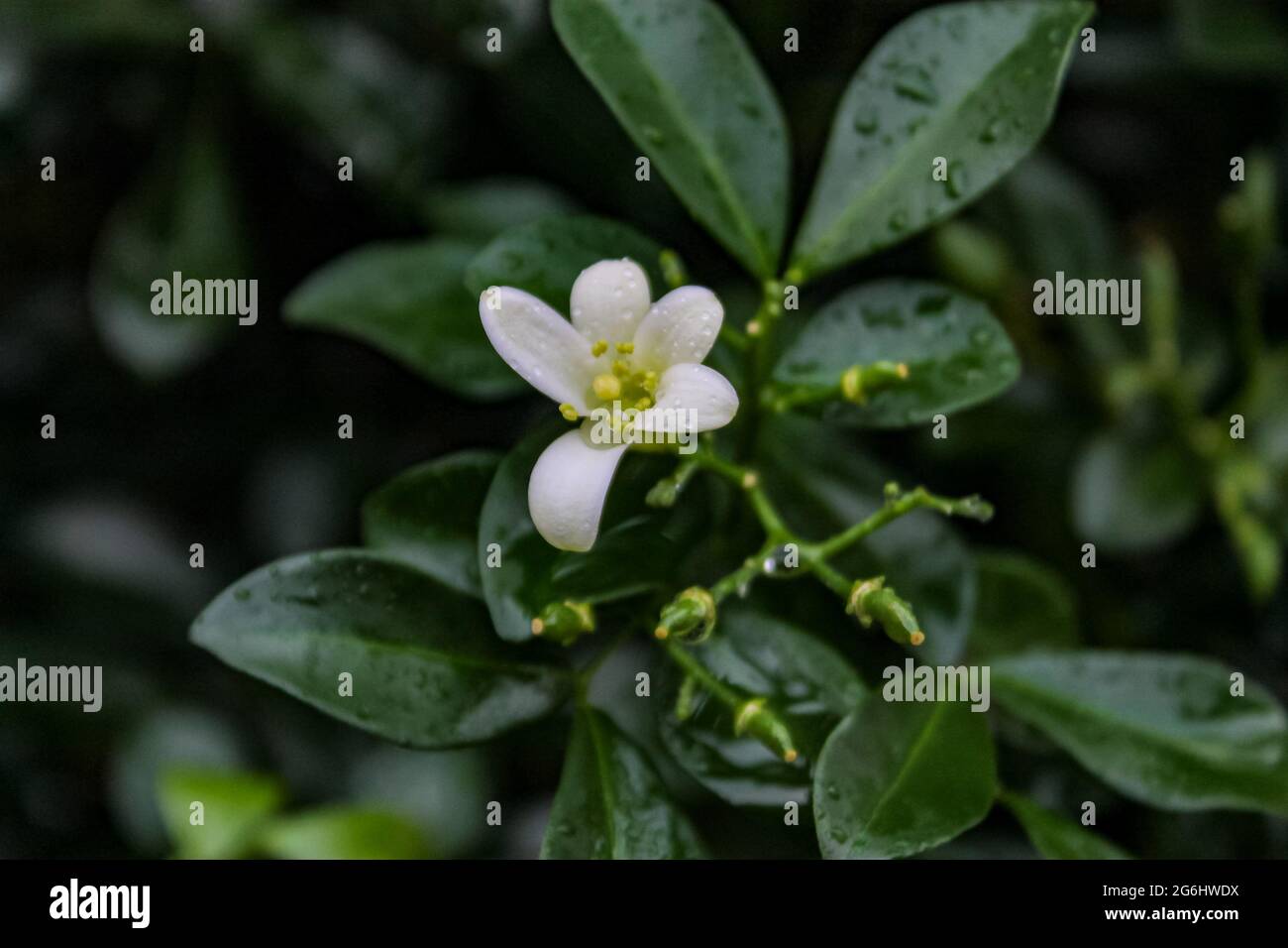 Bellissimi fiori che sono adatti ad essere piantati nel cortile della casa Foto Stock