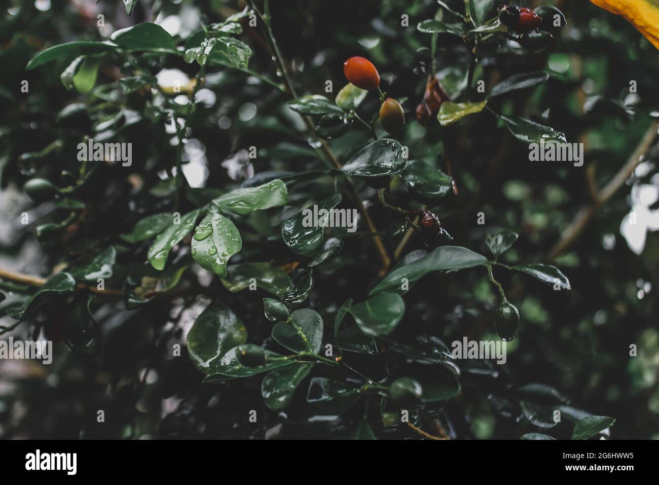 Il frutto rosso tra le foglie Foto Stock