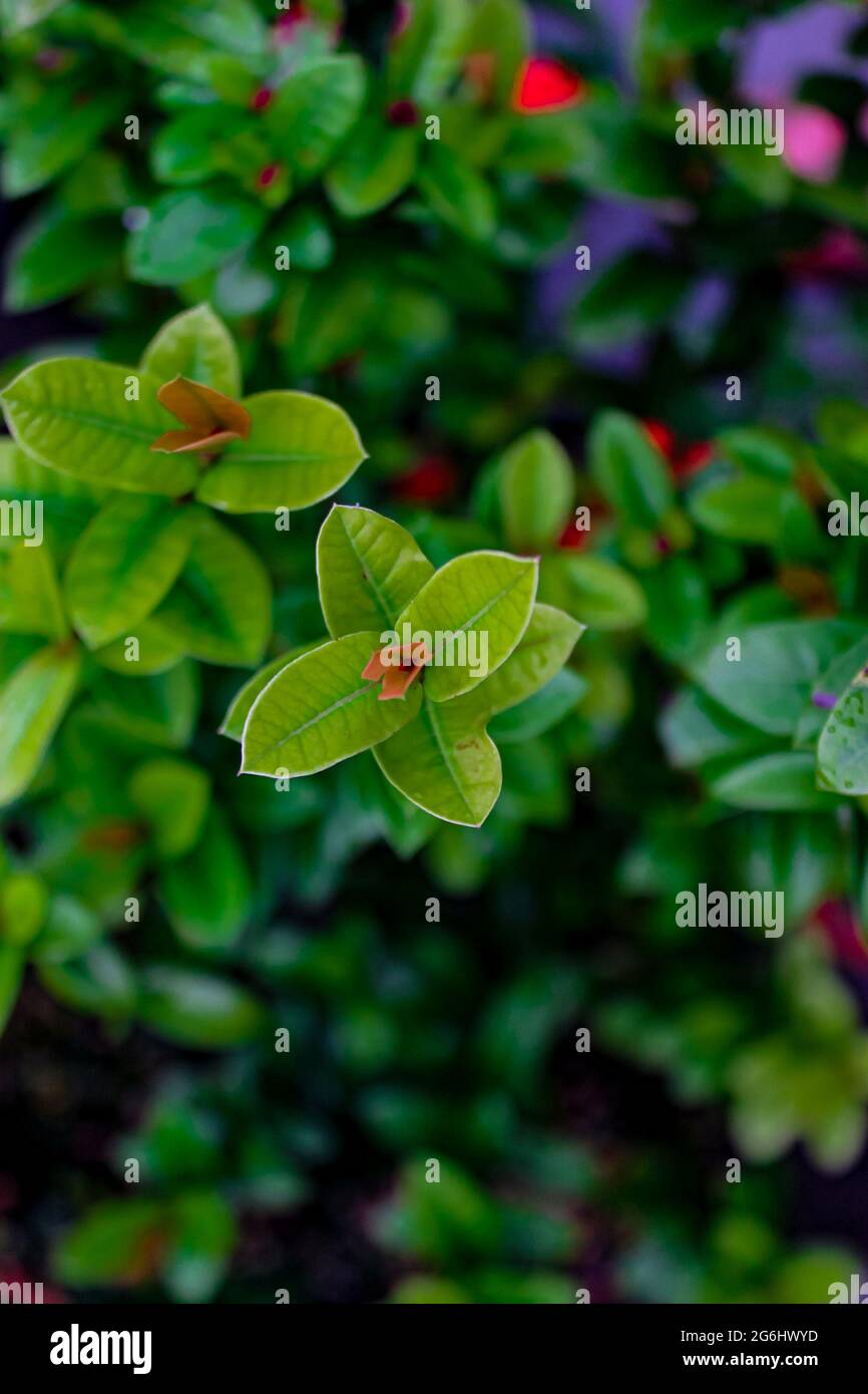 Bellissimi fiori che sono adatti ad essere piantati nel cortile della casa Foto Stock