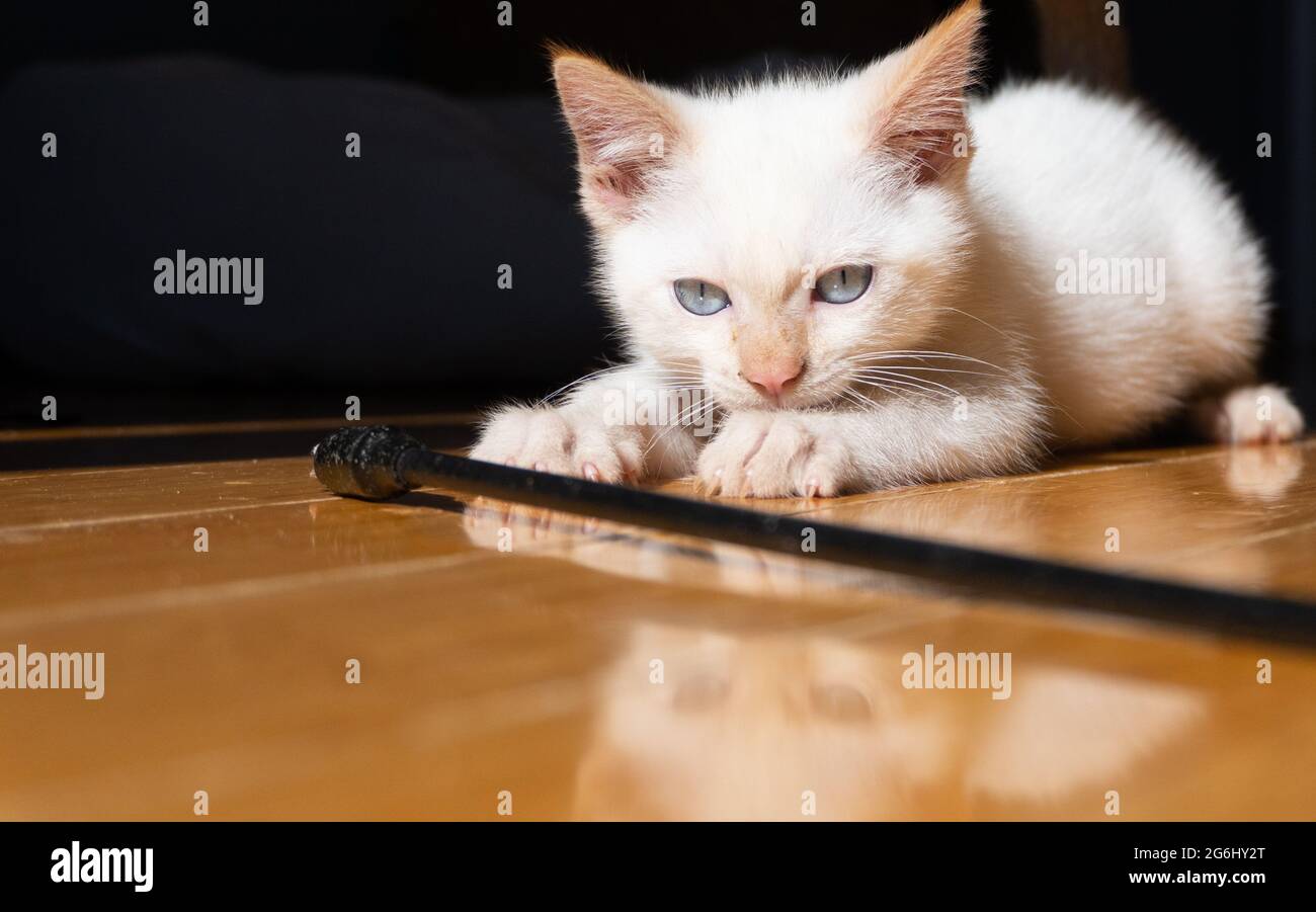 Un gattino siamese a punta di fiamma stacca un giocattolo con riflessi nel pavimento di legno Foto Stock