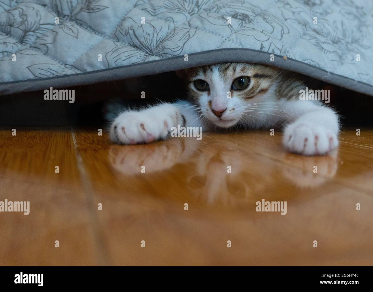Un tabby con i porri bianchi di gattino da sotto un divano con riflesso nel pavimento di legno Foto Stock