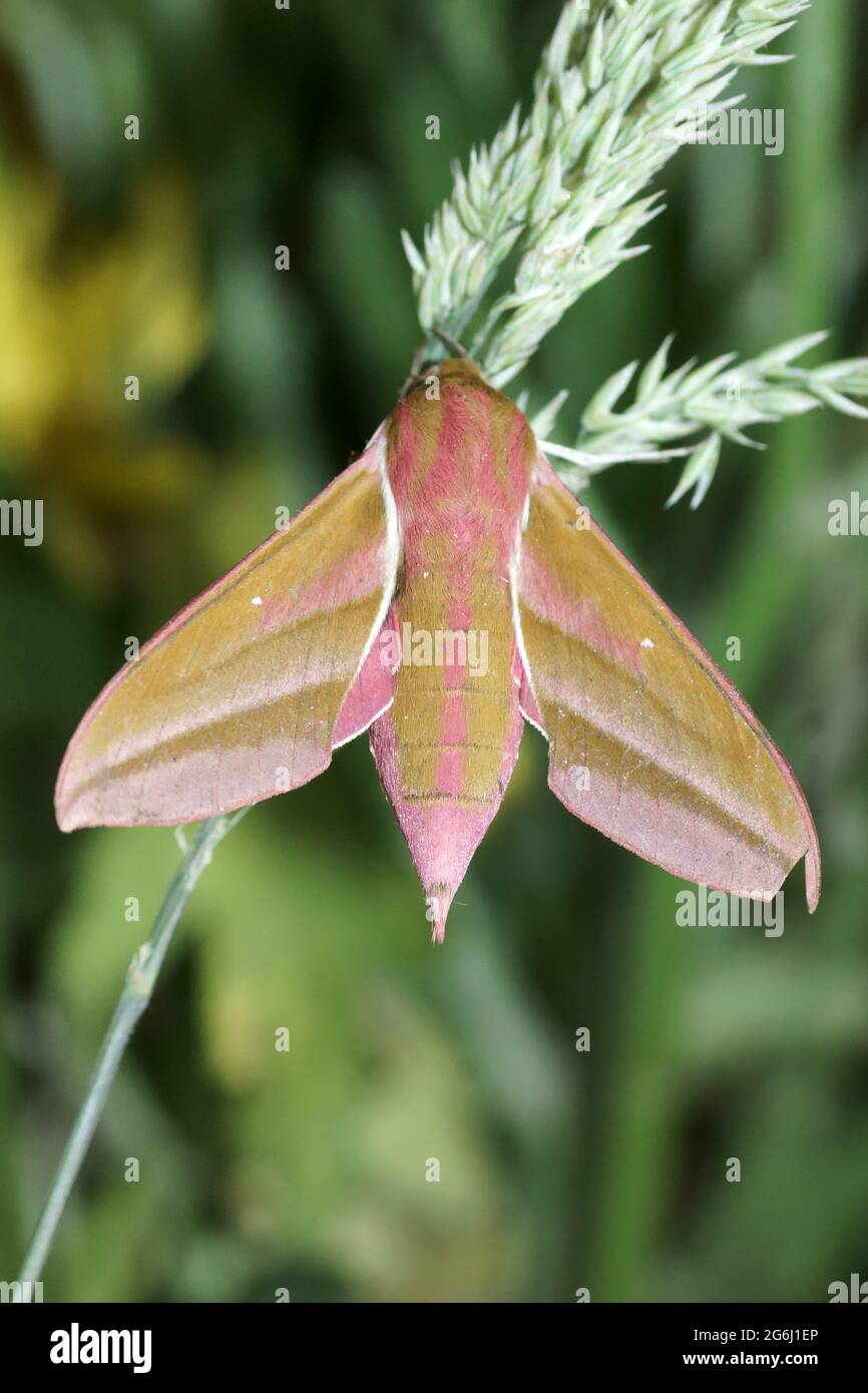 Elephant Hawk-moth (Deilephila elpenor) Foto Stock