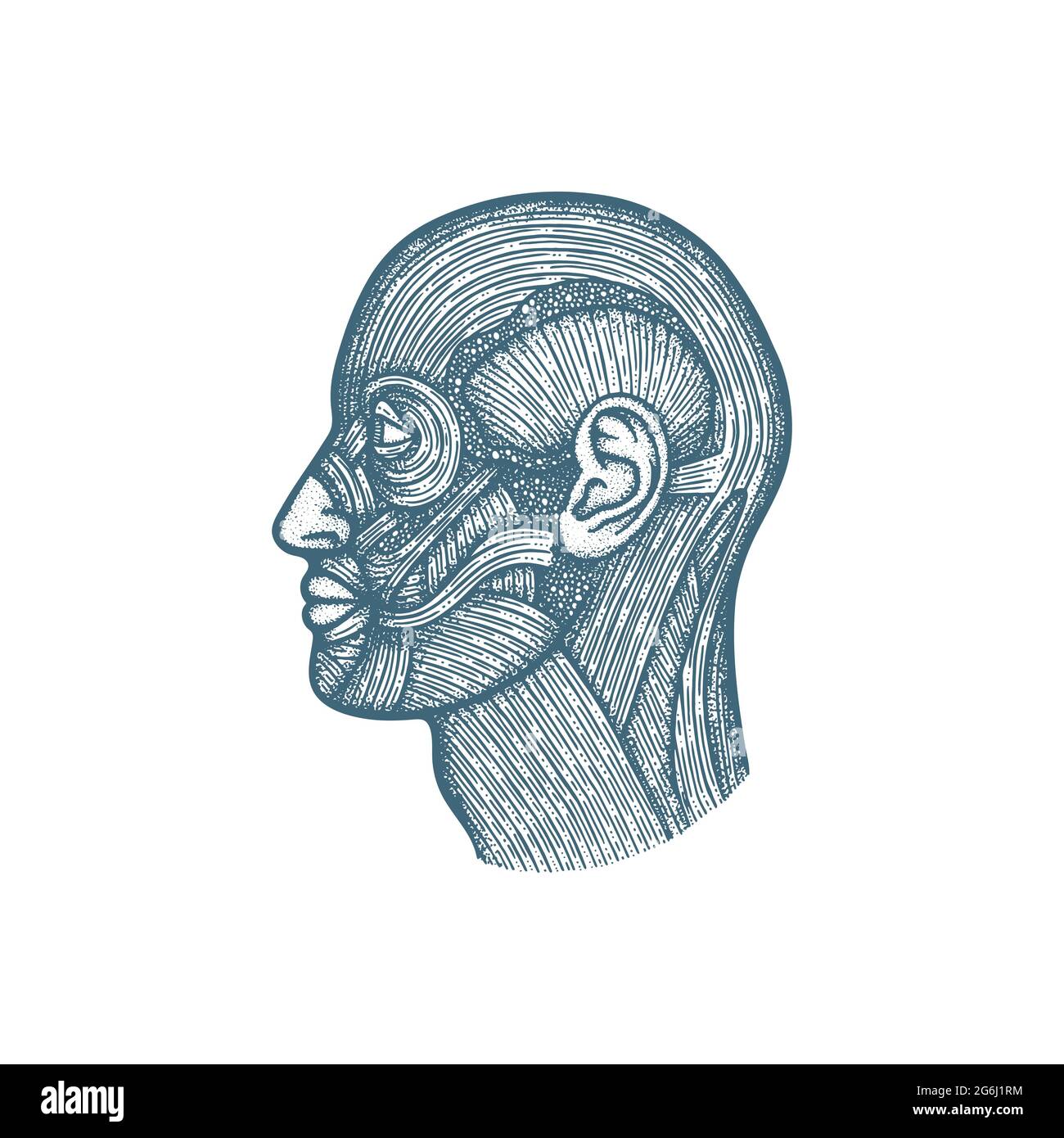 Immagine vettoriale disegnata a mano dell'anatomia del sistema muscolare della testa. Muscolatura del volto umano disegno di stile d'incisione vintage. Poster medico. Parte del set. Illustrazione Vettoriale
