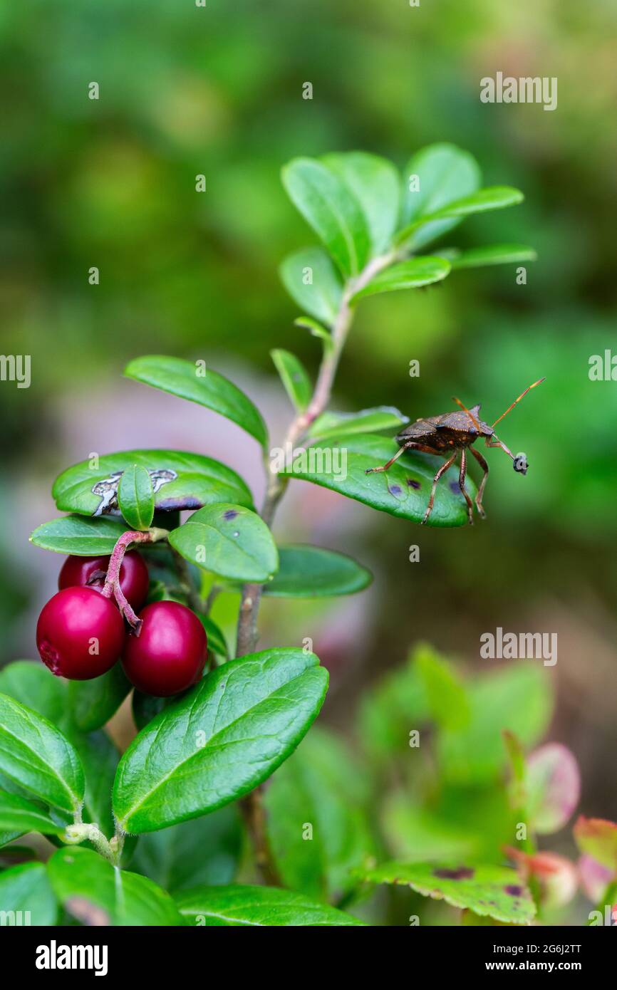 Foresta mirtilli e scudo bug durante l'autunno in Lettonia. Foto Stock