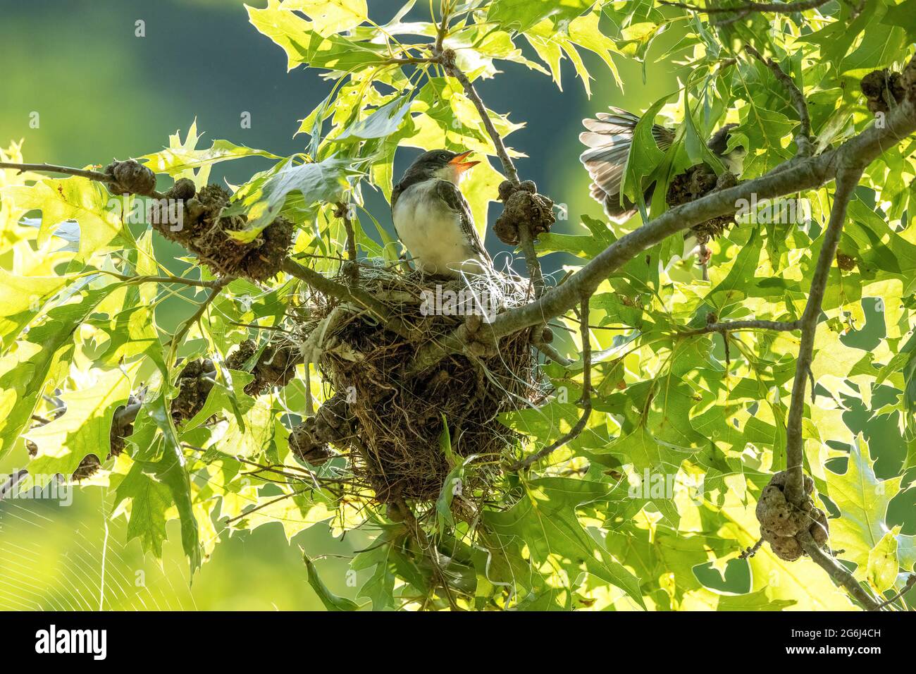 Il kingbird orientale nel nido Foto Stock