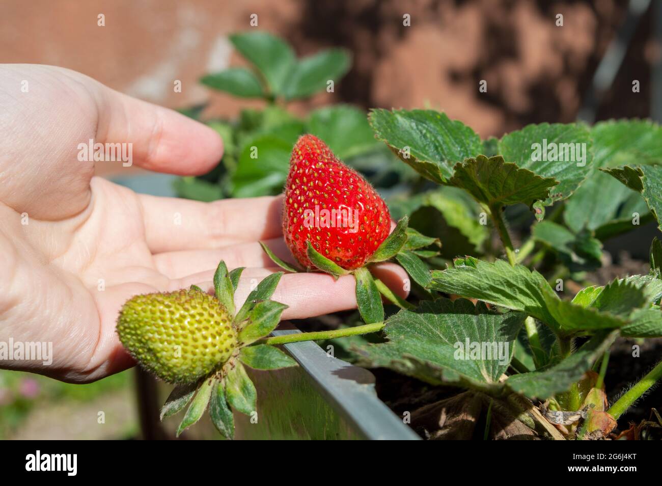 donna che cazzo una fragola rossa matura in giardino. La cura della frutta di fragola nel giardino. Allevamento di fragole. Fragole rosse e fragole verdi. Foto Stock