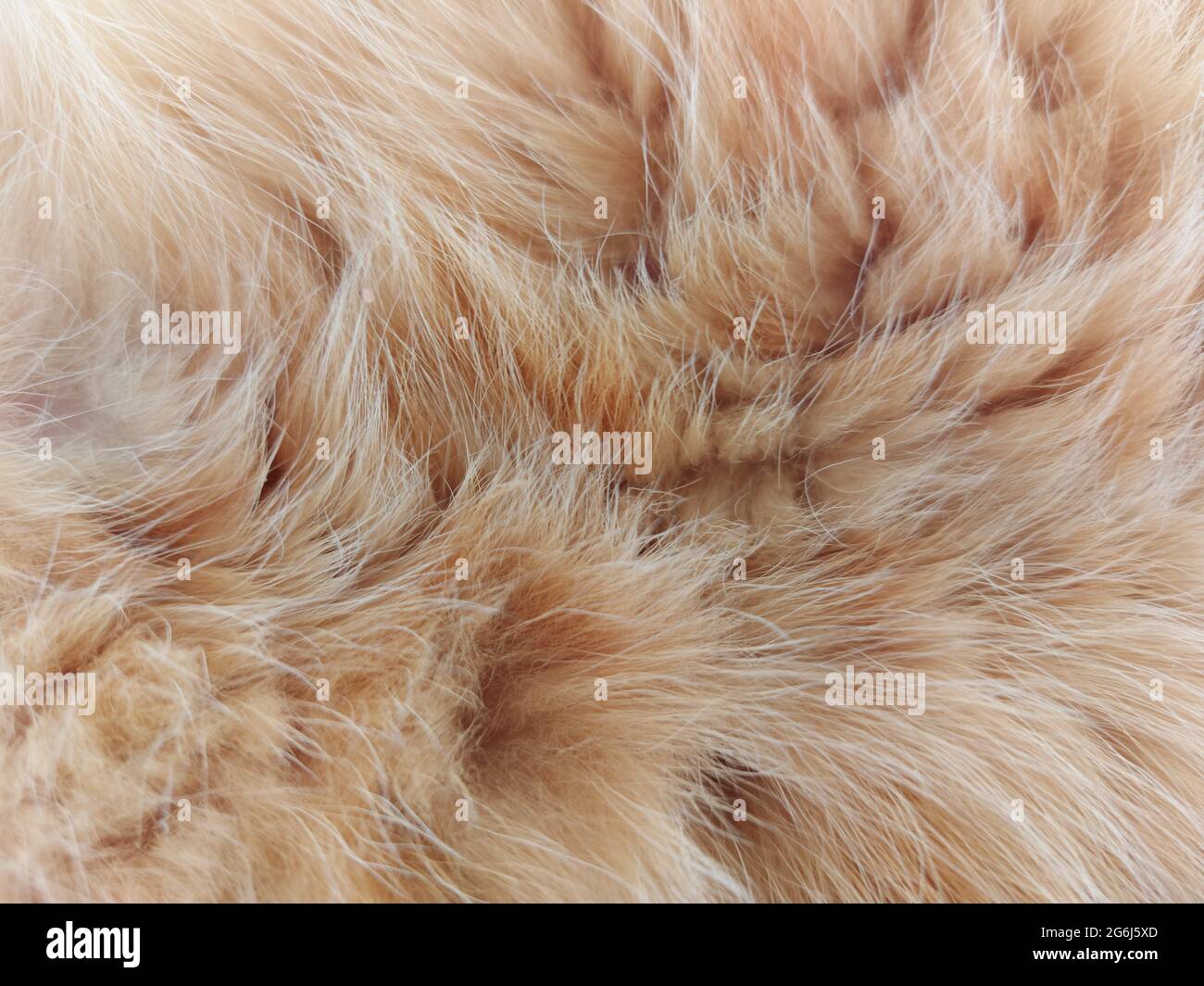 pelliccia naturale di un gatto domestico di colore rosso striato Foto Stock