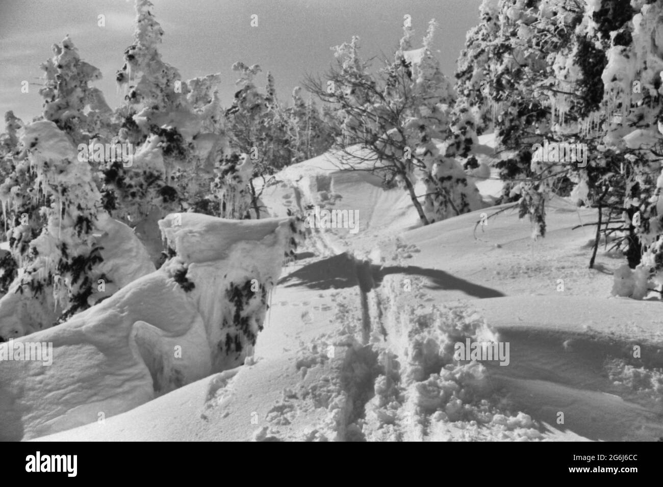 Alberi innevati e piste da sci in cima al Monte Mansfield, Smuggler's Notch, vicino a Stowe, Vermont, circa 1940 Foto Stock