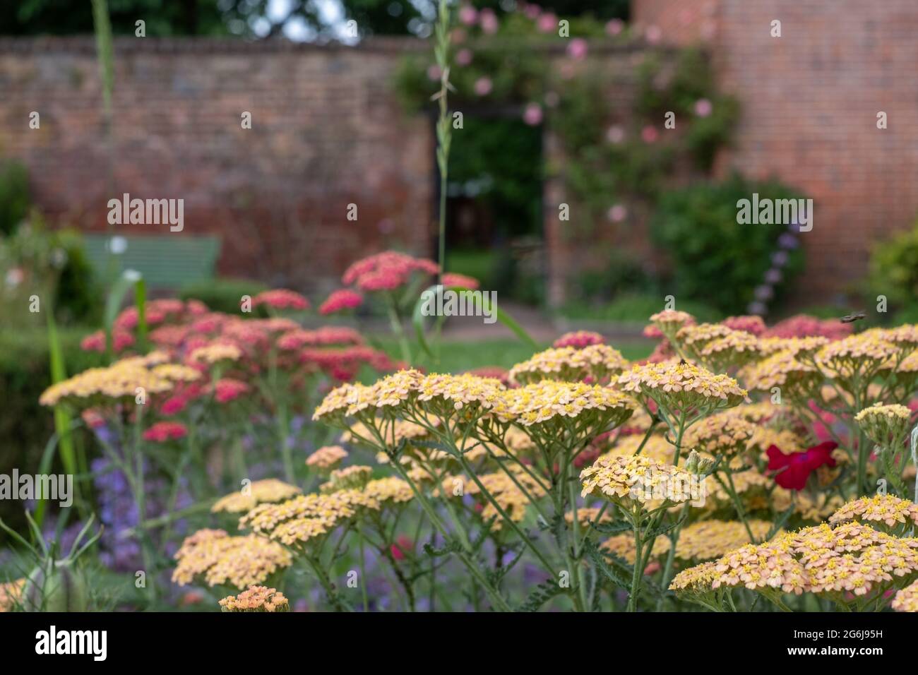 Colorati fiori di achillea, fotografati a metà estate nello storico giardino murato dell'Eastcote House Gardens, Hillingdon, Londra UK Foto Stock