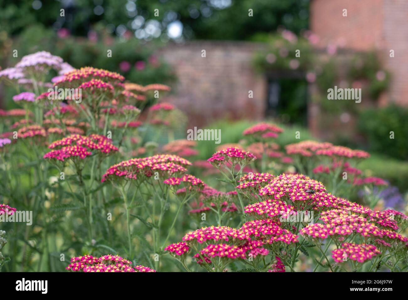 Colorati fiori di achillea, fotografati a metà estate nello storico giardino murato dell'Eastcote House Gardens, Hillingdon, Londra UK Foto Stock