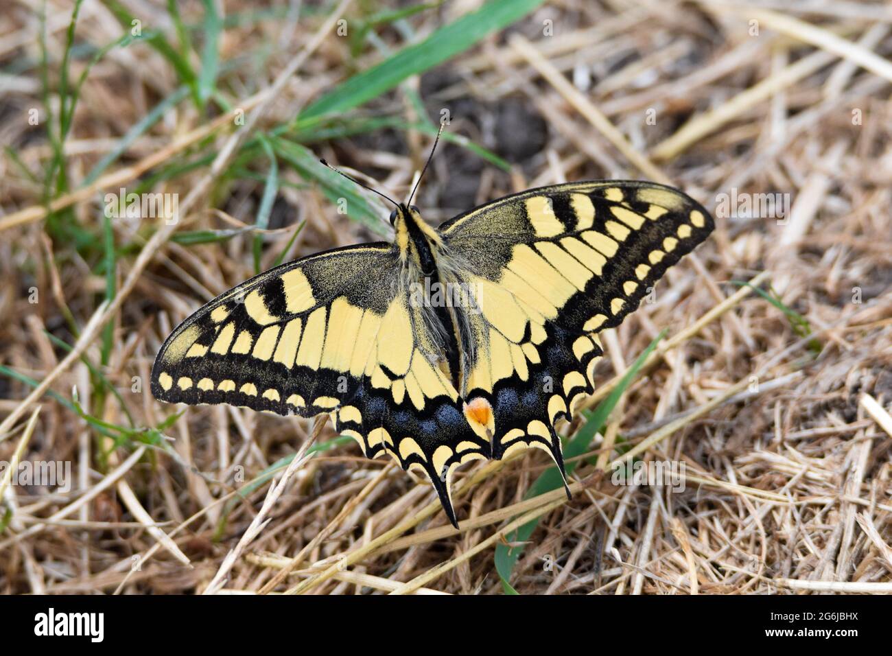 Farfalla nera e gialla a coda di rondine su erba secca Foto Stock