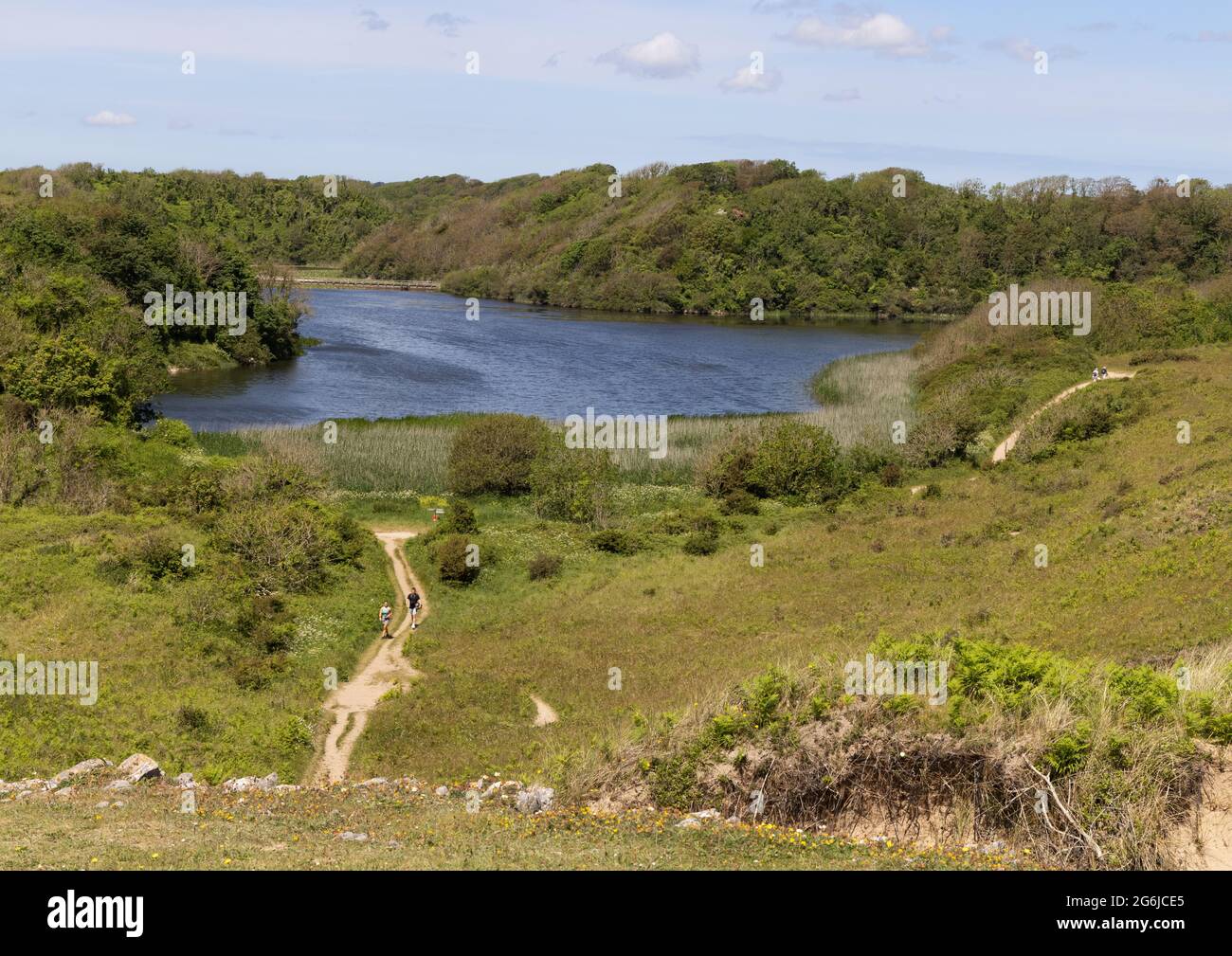 Campagna gallese - laghi e alberi sulla tenuta Stackpole in estate, Pembrokeshire Galles UK Foto Stock