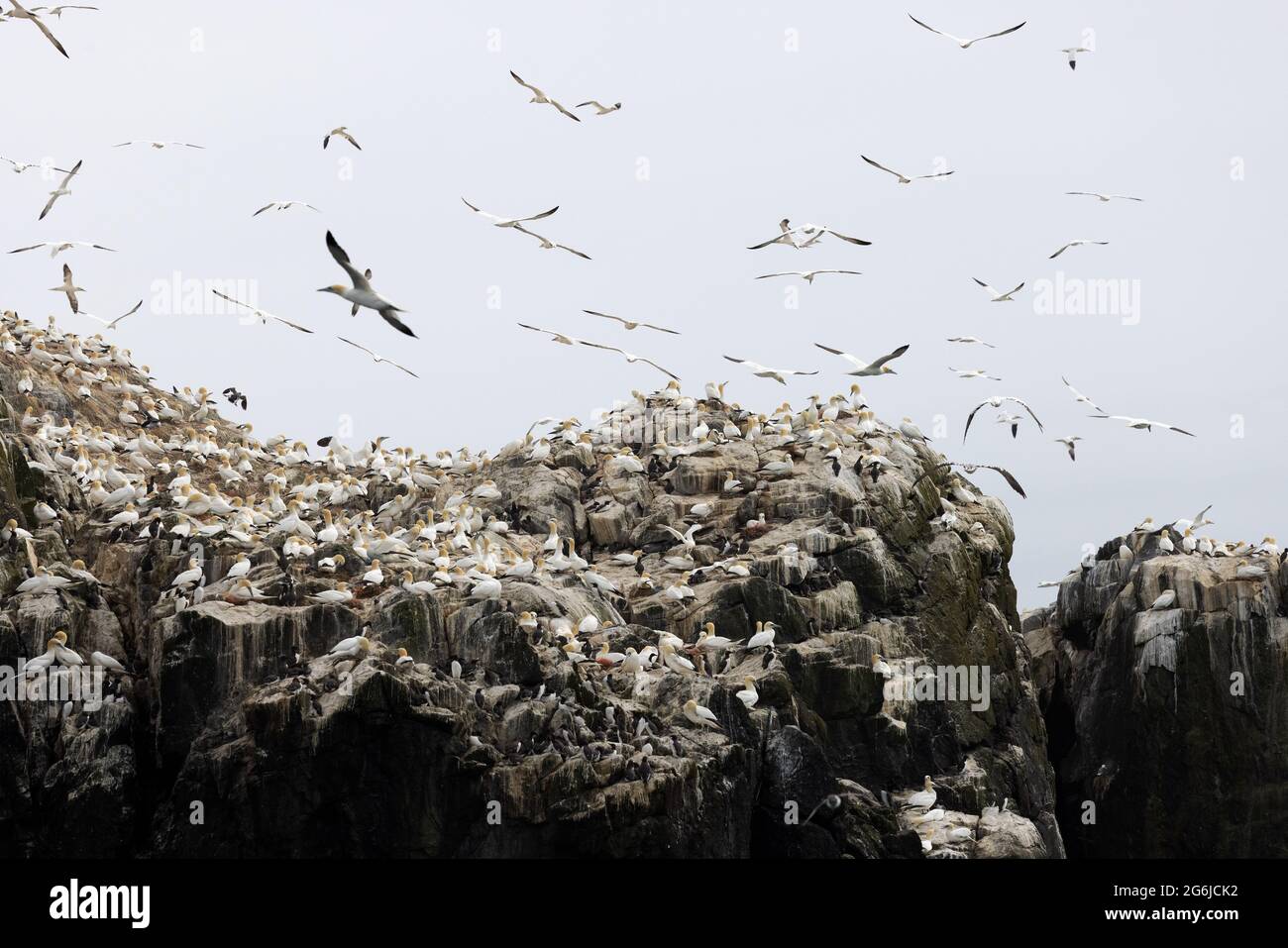 Grassholm Island, Galles, al largo della costa di Pembrokeshire, un'isola disabitata con una grande colonia di Gannet, Morus faganus, che copre gran parte di esso; Galles UK Foto Stock