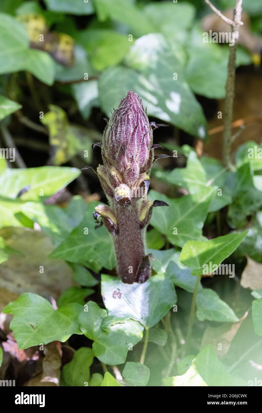 La Ivy Broompra, Orobanche hederae, una pianta parassitaria che cresce sul suo ospite, Ivy, nel Regno Unito Foto Stock