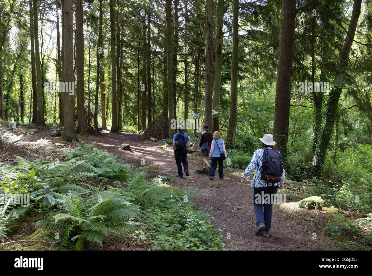 Persone che camminano in boschi Regno Unito; un gruppo di adulti, vista posteriore, a piedi nel bosco, Pembrokeshire Galles Regno Unito Foto Stock