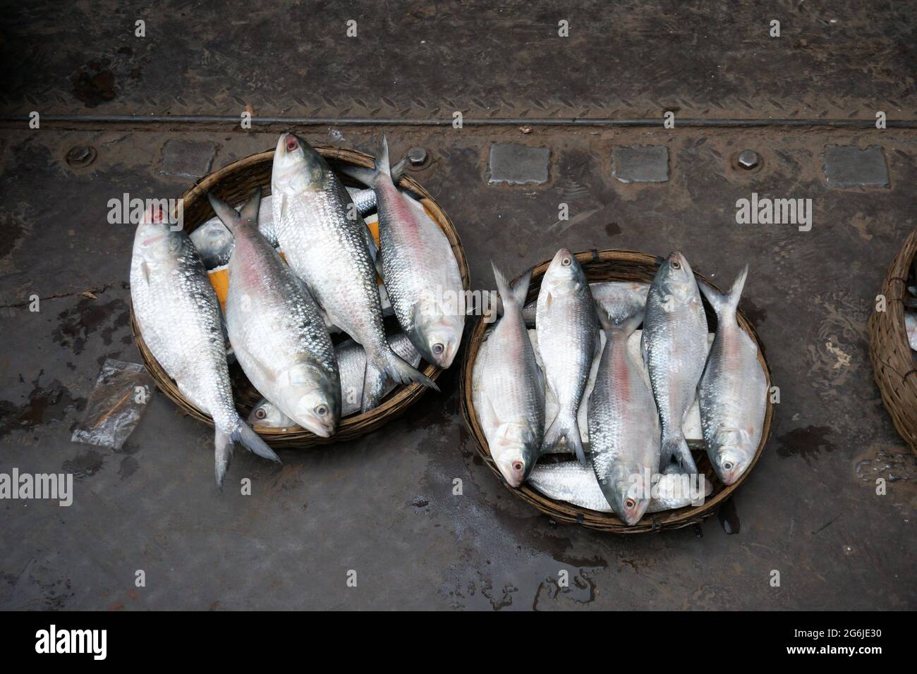 I pesci hilsa d'argento sono disposti in cestini. Hilsa è il pesce nazionale del Bangladesh. Foto Stock